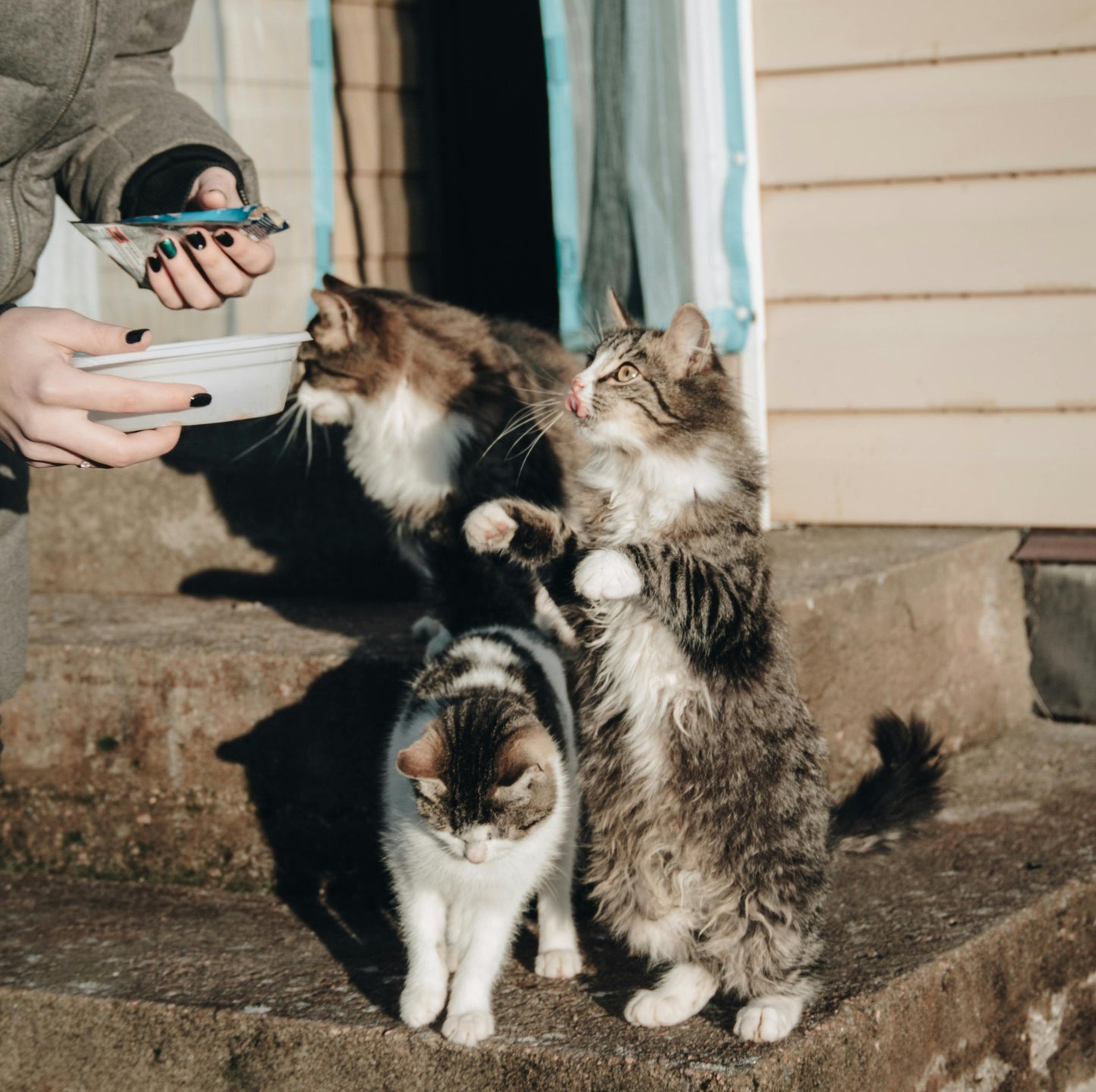 🐾💛 Un pasto per un animale randagio